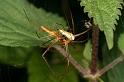 Tetragnatha_montana_D4985_Z_90_Les Gris_Frankrijk